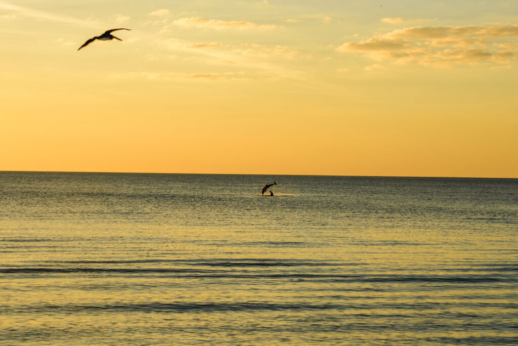 Sunset Naples Beach - playing dolphins